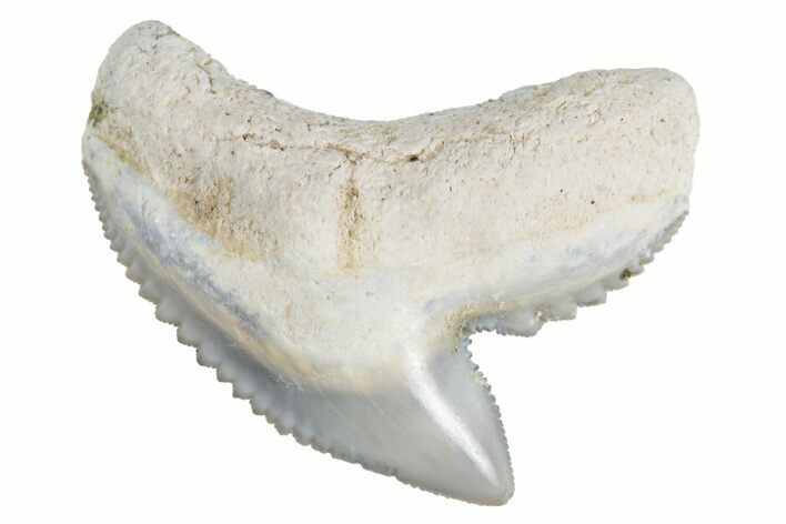 Fossil Tiger Shark (Galeocerdo) Tooth - Bone Valley, Florida #299491